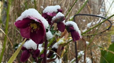 Hellebores in the garden