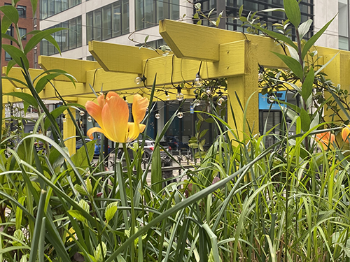 Orange tulips in front of a yellow wooden structure